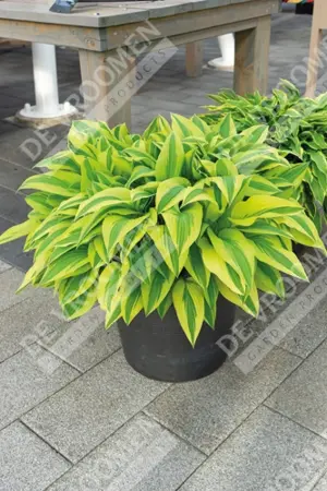 Hosta Lakeside Dragonfly | 250 pce