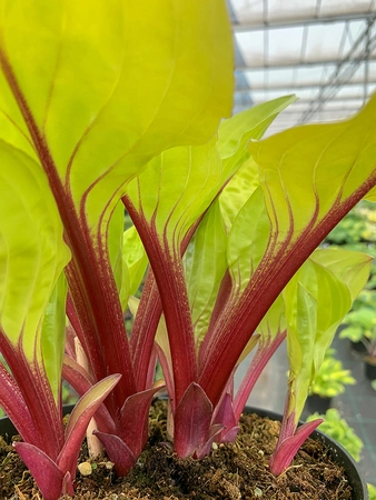 Hosta Lemon Snap PBR