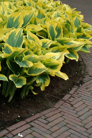 Hosta Liberty PBR