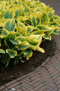 Hosta Liberty PBR