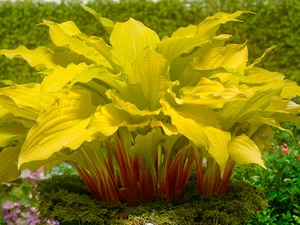 Hosta Lipstick Blond