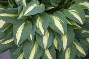 Hosta Little Treasure