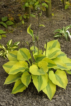 Hosta Luna Moth