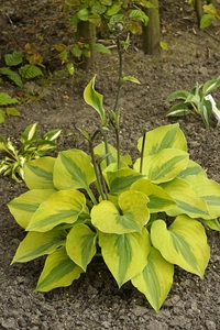 Hosta Luna Moth