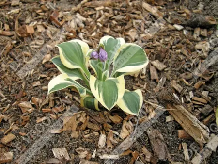 Hosta Mighty Mouse | 250 pce