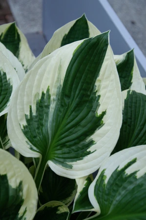 Hosta Minute Man