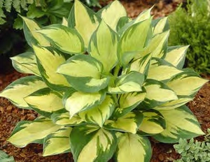 Hosta Morning Light PBR