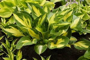 Hosta Morning Star