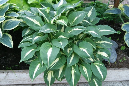 Hosta Night before Christmas