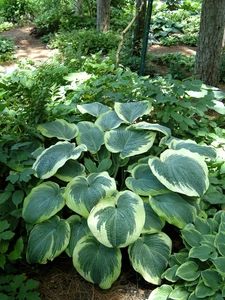 Hosta Northern Exposure