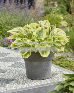 Hosta Paisley Borders