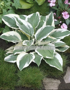 Hosta Patriot