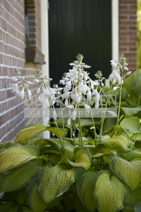 Hosta Paul's Glory