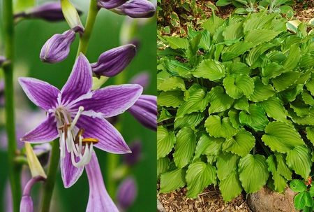 Hosta Purple Sensation