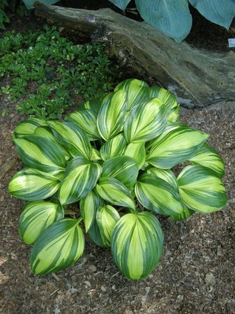 Hosta Rainbow's End