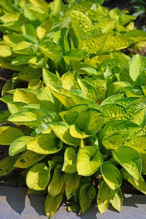 Hosta Rainforest Sunrise