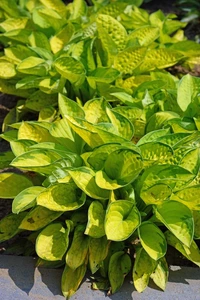 Hosta Rainforest Sunrise