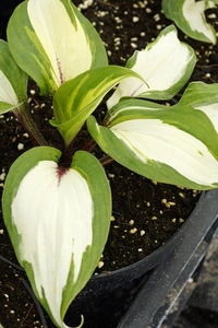 Hosta Raspberry Sundae PBR