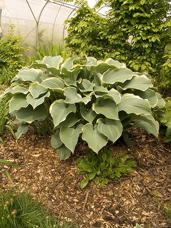 Hosta Regal Splendor