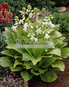 Hosta Royal Standard