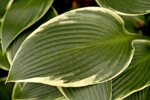 Hosta Silver Shadow