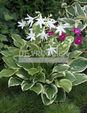 Hosta So Sweet