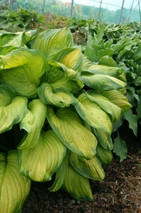 Hosta Stained Glass