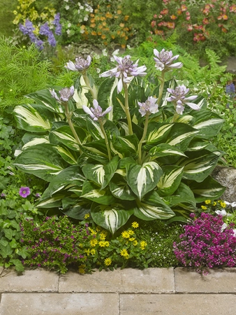 Hosta Sting