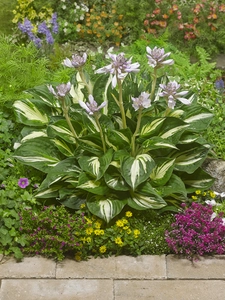 Hosta Sting