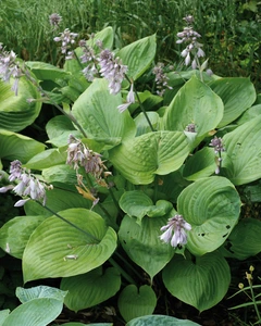 Hosta Sum and Substance