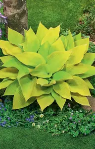 Hosta Sunny Halcyon