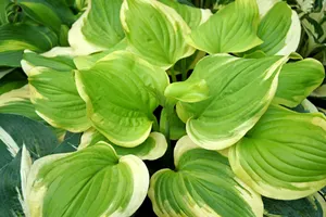 Hosta Sweet-Innocence