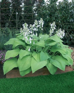 Hosta T-Rex