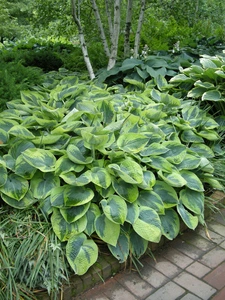 Hosta Tokudama Flavocircinalis