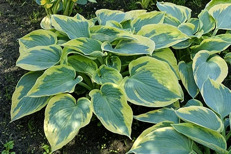 Hosta Tootie Mae