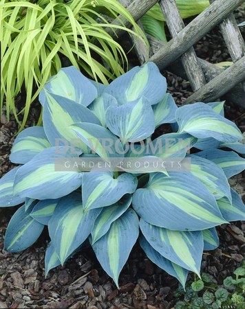 Hosta Touch of Class PBR