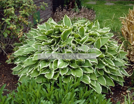 Hosta Undulata Albomarginata