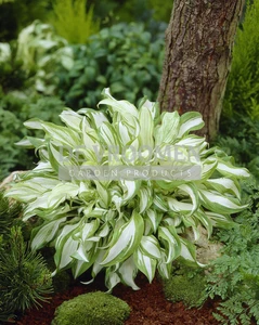 Hosta Undulata Mediovariegata