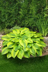 Hosta Velvet Moon