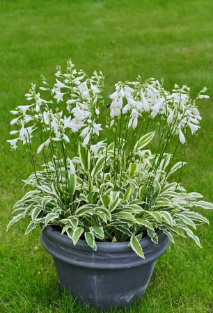 Hosta White Dove