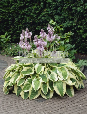 Hosta Wide Brim