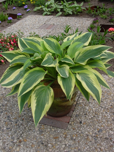 Hosta Wolverine