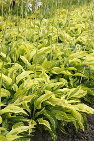 Hosta Yellow Polka (dot bikini)