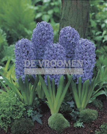 Hyacinth Blue Jacket