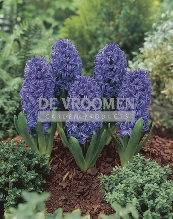 Hyacinth Blue Pearl