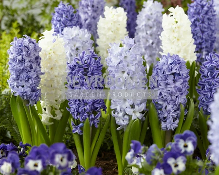 Hyacinth Blue Shades