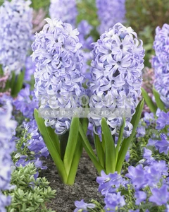 Hyacinth Chicago