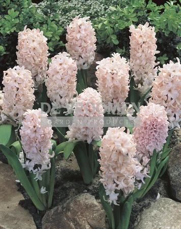 Hyacinth China Pink