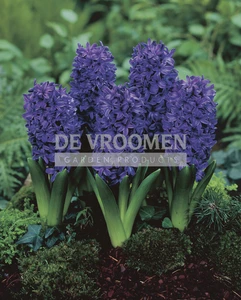 Hyacinth Peter Stuyvesant