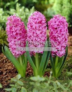 Hyacinth Pink Pearl